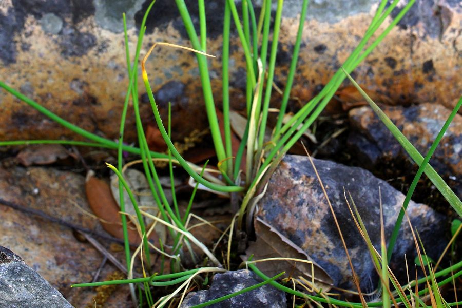 Allium schoenoprasum